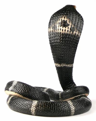 Tańcząca kobra Veronese