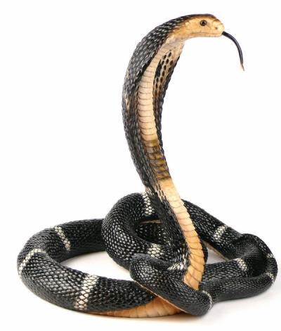 Tańcząca kobra Veronese