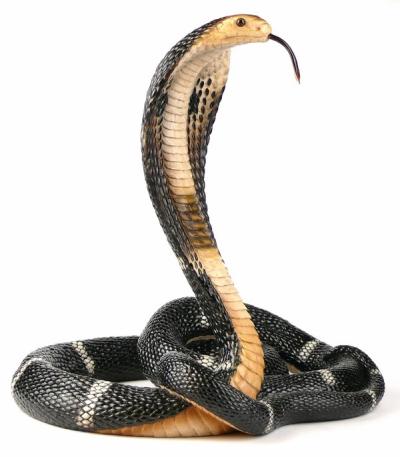 Tańcząca kobra Veronese