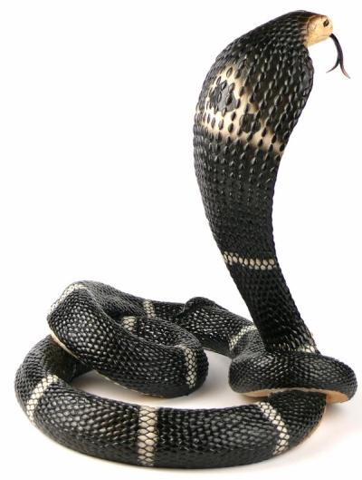 Tańcząca kobra Veronese