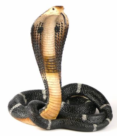 Tańcząca kobra Veronese