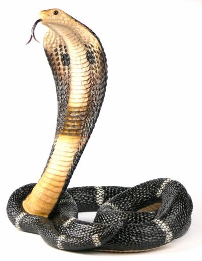 Tańcząca kobra Veronese