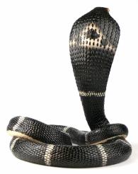 Tańcząca kobra Veronese