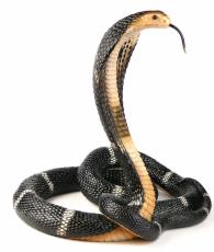 Tańcząca kobra Veronese