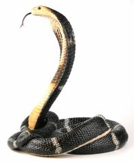 Tańcząca kobra Veronese