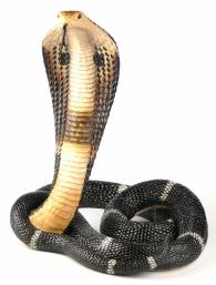 Tańcząca kobra Veronese